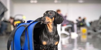 Australians may soon be able to fly with their pets in a plane’s cabin – but not every pet is suited to it