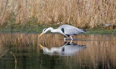 Country diary: A performance by a heron that’s worthy of applause