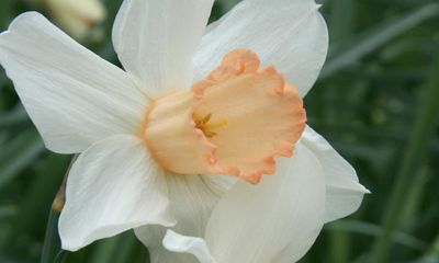 Britons urged to join hunt for rare daffodil breeds amid extinction fears