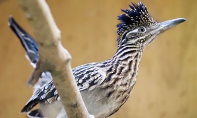 Birdwatch: a nostalgic sighting of a roadrunner in Nevada