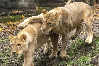 ‘Traumatised’ lions rescued from Ukraine to arrive at ‘forever home’ in Kent