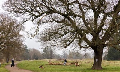 ‘Dark day for parks’: Plans to build Spurs academy on London green space approved