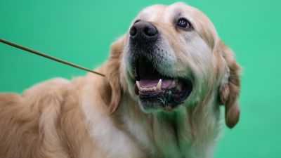 How to watch Crufts 2025 – Live stream, TV coverage, Schedule