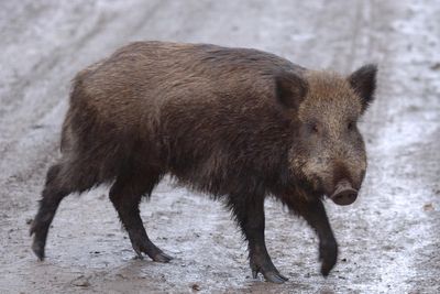 Call for ‘decisive action’ against guerrilla rewilding as pigs remain at large