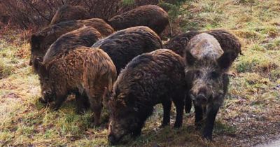 Call for 'decisive action' to stop guerrilla rewilding as wild boars remain at large