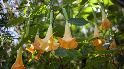 They're beautiful but deadly – 5 poisonous perennials that every gardener should know about, and the safer alternatives to grow instead