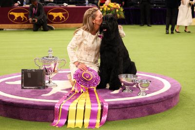 Giant schnauzer Monty finally wins Westminster’s Best in Show after three years of trying