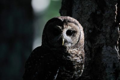 Love rats: Canadians get chance to feed rodents named after old flames to owls