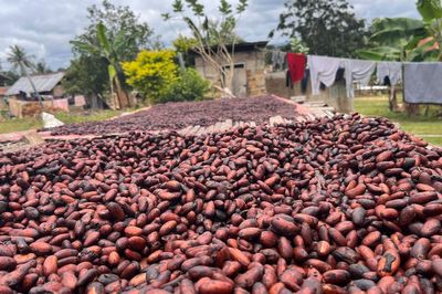 Climate change threatens Valentine’s Day gift of chocolates, charity warns