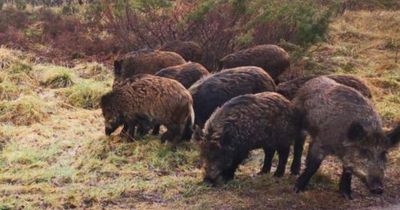 Pigs illegally released in the Cairngorms captured and culled