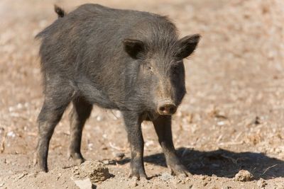 Feral pigs captured and killed after being illegally released in national park