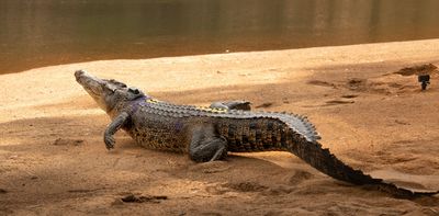 Nocturnal basking and deep diving may not be enough to keep crocodiles cool in a warming world