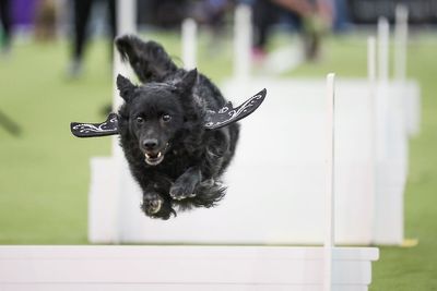 AP PHOTOS: Westminster is the Super Bowl of dog shows