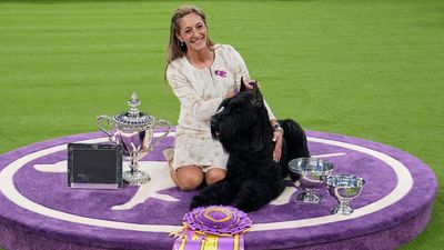 Monty becomes first Giant Schnauzer to be crowned Westminster Kennel Club’s Best in Show