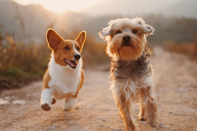 Groundbreaking study reveals UK has millions more dogs than previously thought