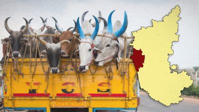 Is cow smuggling as rampant in Uttara Kannada district as Hindutva activists claim?