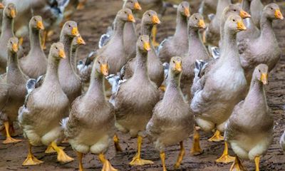 Ministers stay silent on pledge to ban foie gras as EU talks approach