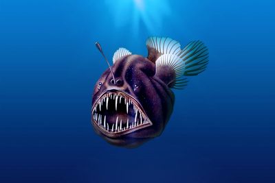 Lost anglerfish adored by internet