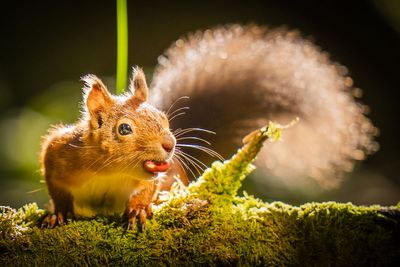 Lack of genetic diversity among red squirrels poses disease threat, study finds