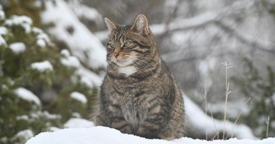 Hope for more wildcat kittens as breeding programme restarts