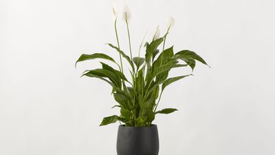 In Feng Shui, Where You Place Your Peace Lily Matters — 4 Major Areas to Keep Your "Chi" Energy in Check