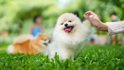 The best small dog breeds: 11 tiny pooches you’ll love