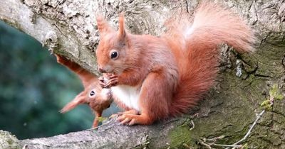 Red squirrels' low genetic diversity poses disease vulnerability, experts warn