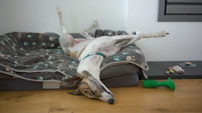 8 calm dog breeds with a relaxed outlook on life
