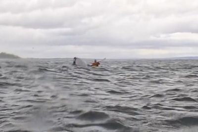 Watch: Kayaker swallowed whole by humpback whale off Chile coast