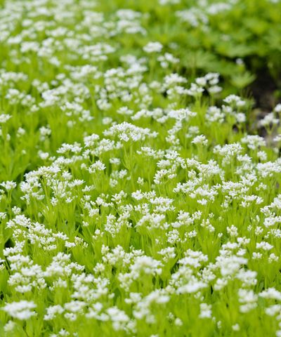 Easiest ground cover plants to grow – 5 expert-approved species that will quickly fill challenging areas of your yard