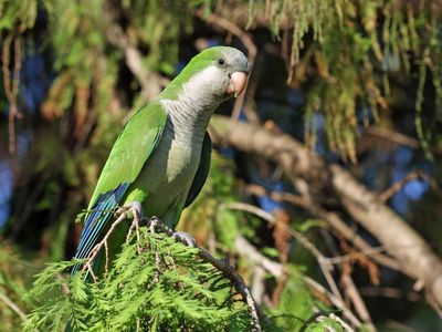 Why authorities on the Costa Del Sol want to cull the resort’s noisy parrots