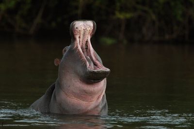 New Jersey man sues after his wife was killed by a rampaging hippo while on safari in Zambia