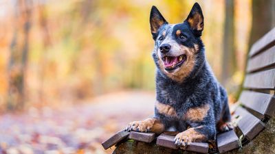 Australian Cattle Dog: Originally bred for herding cattle, this breed is highly trainable