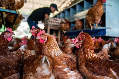 Experts sound the alarm as Ohio farmworker’s bird flu sparks fear it’s the next pandemic