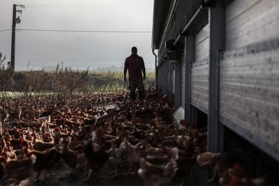 Arizona Farmer Wants to Vaccinate His Chickens Against Bird Flu to Lower Egg Prices, Says Federal Government Won't Give the 'Green Light'