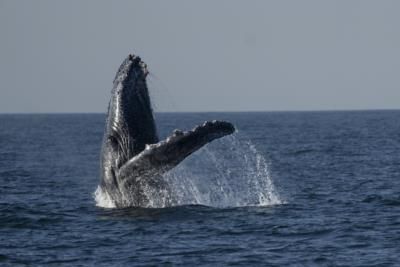 Kayaker Briefly Swallowed By Humpback Whale In Chile