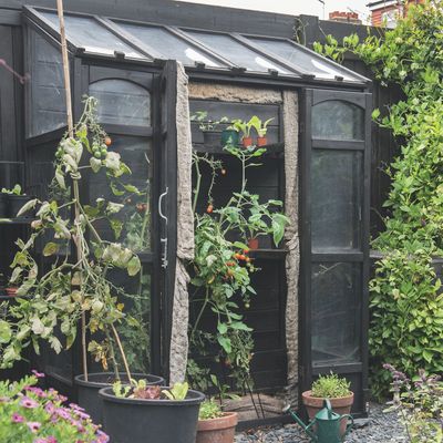 How to grow tomatoes vertically — the trick to getting a bumper crop of homegrown tomatoes in a tiny garden