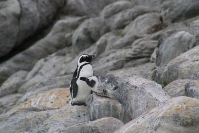 Conservationists in Valentine’s Day plea to protect ‘mating for life’ penguins