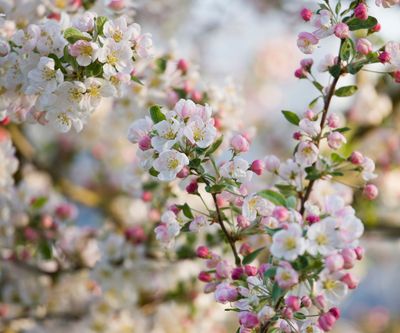 Is winter washing fruit trees on your to-do list this month? We examine the pros and cons and look at natural alternatives to prevent pests