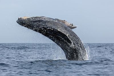 What Happens If A Humpback Whale Swallows A Kayaker? Possible Scenarios Emerge After Dramatic Event Captured on Video