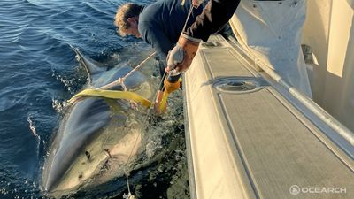 Massive male great white shark tagged and released off Florida coast in new video