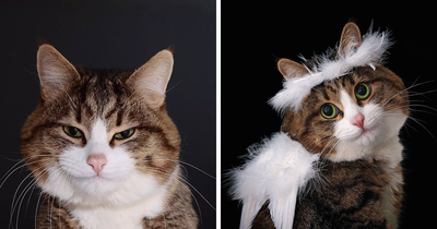 Meet Rexie, The Cat With A Thousand Faces (30 Pics)