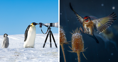 57 Best Avian Photos, As Presented By The Bird Photographer Of The Year 2024 Awards