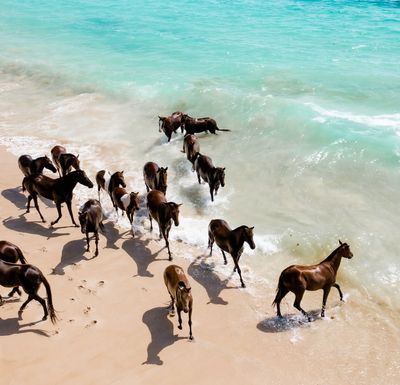 How this luxury hotel on a remote Indonesian island is using horses for wellness