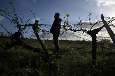 Bordeaux Wine Harvest Drops To Lowest Level In 3 Decades