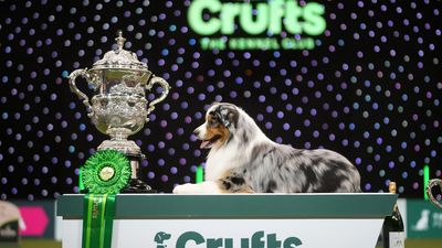 Crufts 2025: Your complete guide to the ‘world’s greatest dog show’