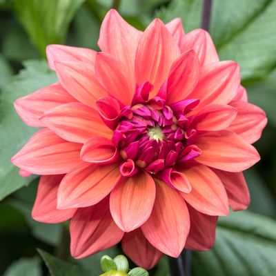 You’re watering your dahlia tubers wrong — here’s how to avoid rotten tubers, according to garden experts