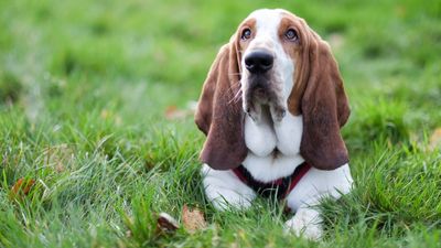 Basset Hound: A breed that is low on the ground but high on love