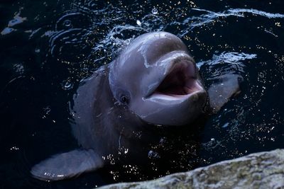 Beluga calf in Chicago is meeting the aquarium's pod and will soon be named