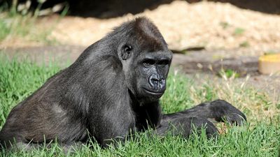 Zoo heartbroken after much-loved gorilla's sudden death